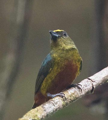 Olive-backed Euphonia, male
