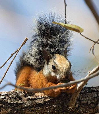 Variegated Squirrel