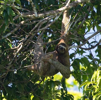 Brown-throated Sloth