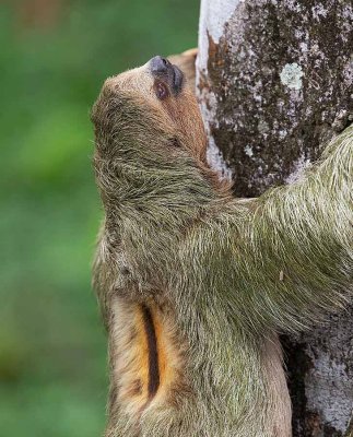 Brown-throated Sloth