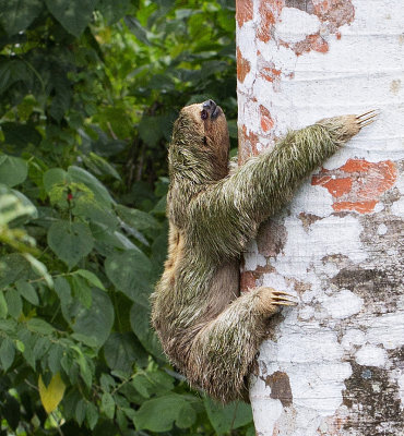 Brown-throated Sloth