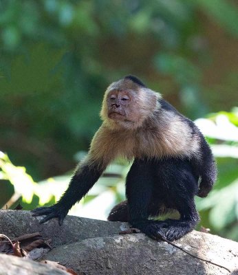 Panamanian White-throated Capuchin, The Old Man