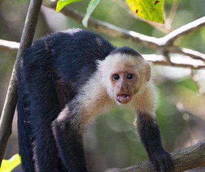 Panamanian White-throated Capuchin