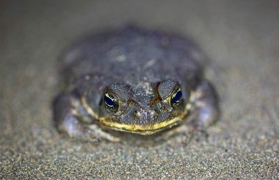Frogs