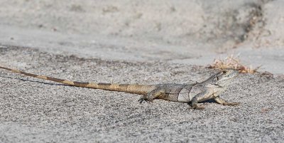 Black or Spinytail Iguana, female