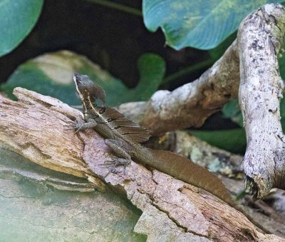 Common Basilisk, male