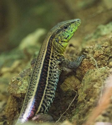 Four-lined Ameiva