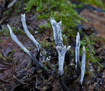 Stubbhorn, (Xylaria hypoxylon)