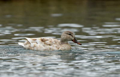 Canard colvert leucique