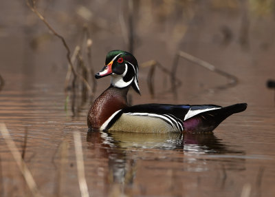 Canard branchu 