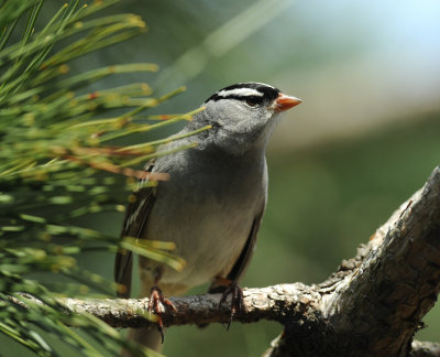 Bruant à couronne blanche 