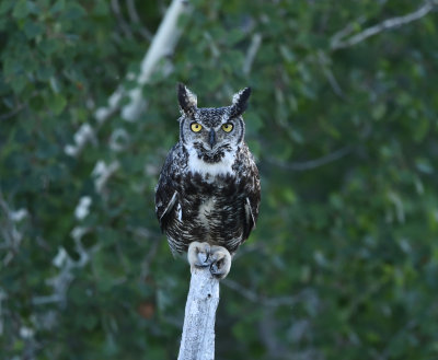 Chouettes, Hibou, Harfang