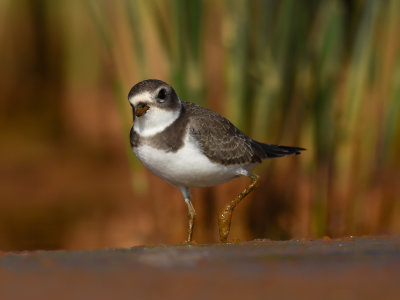 Pluvier semipalmé - Semipalmated Plover