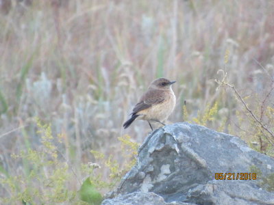 Coleford Reserve, Unknown bird