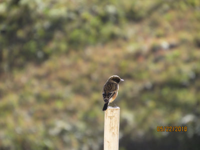 Sani Pass, Immature Buff-Streaked Chat?