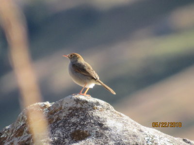 Sani Pass, Unkown Bird
