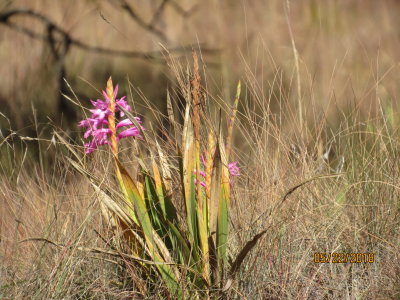 Sani Pass, Natal Watsonia (Watsonia densiflora)