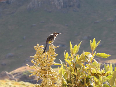 Sani Pass, Gurneys Sugarbird