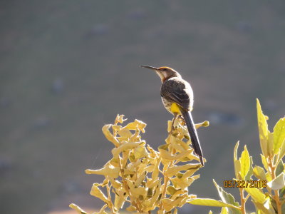 Sani Pass Gurneys Sugarbird
