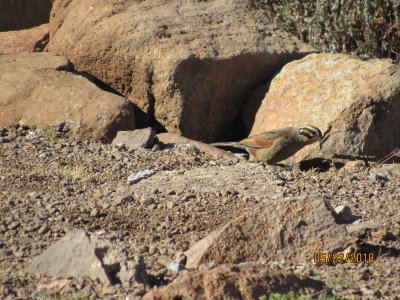 Southeast Lesotho, Cape Bunting