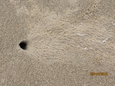 Ghost Crab Tracks,JabulaBeach