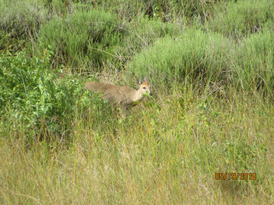 Grey Duiker