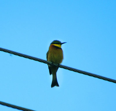 Little Bee-eater