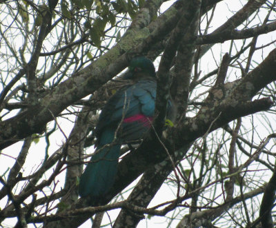 Purple-crested Turaco, St Lucia Park