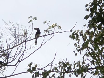 Trumpeter Hornbill, St Lucia Park