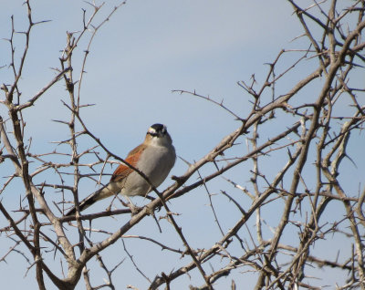 Black-crowned Tchagra