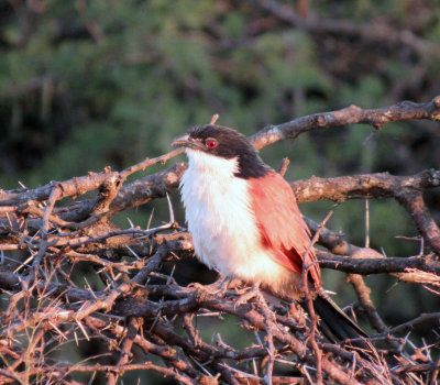 Zulu Nyala Game Reserve-Birds