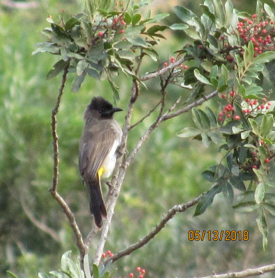 Dark-capped Bulbul