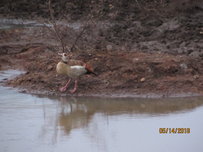 Eygyptian Goose