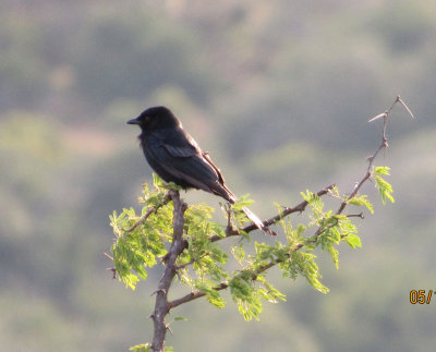 Fork-tailed Drongo