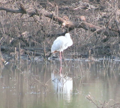 Greater Flamingo