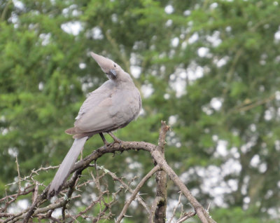 Grey Go_Away Bird