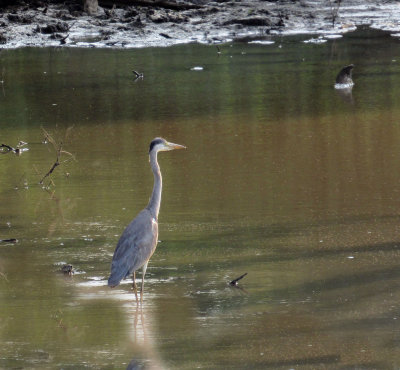 Grey Heron