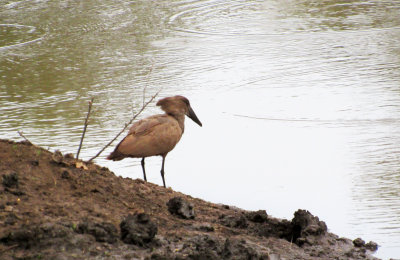 Hamerkop