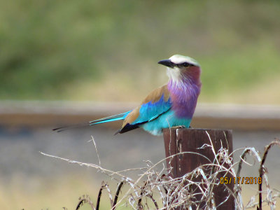 Lilac-breasted Roller