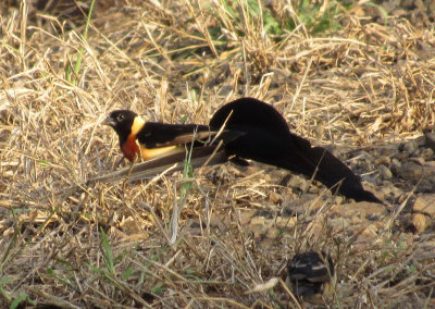 Long-tailed Paradise Whydah