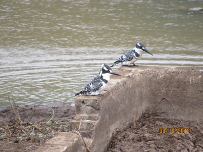 Pied Kingfisher