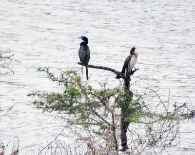 Reed Cormorant