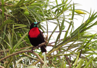 Scarlet-chested Sunbird