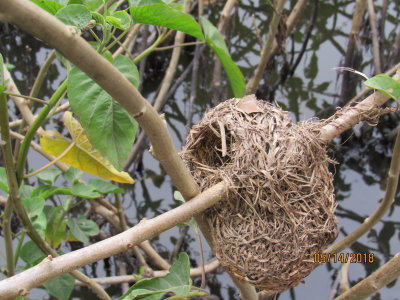 Thick-billed Weaverbird nest