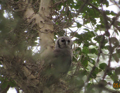 Verreauxs Eagle Owl immature