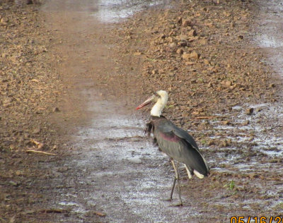 Woolly-necked Stork