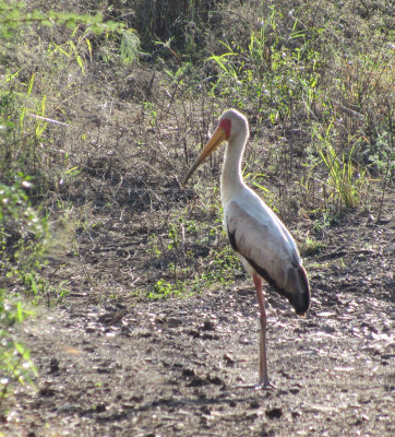 Yellow-billed Stork