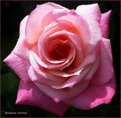 newborn rose.jpg
