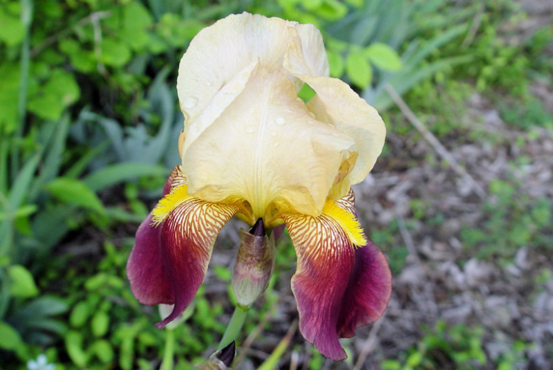 iris1.jpg