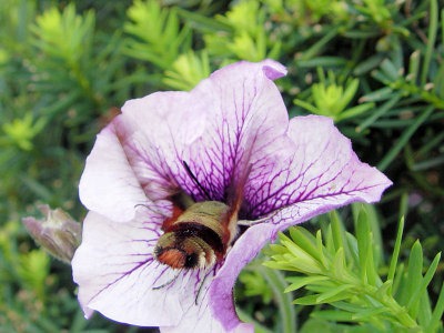 Hummingbird Clearwing Moth 2